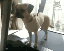 Lazy dog — relatable procrastination energy