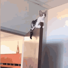Cat leaping onto a ledge — relatable energy for tackling Apple's enrollment process