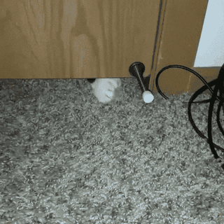 Cat squeezing under a door — squeezing through Apple's enrollment red tape